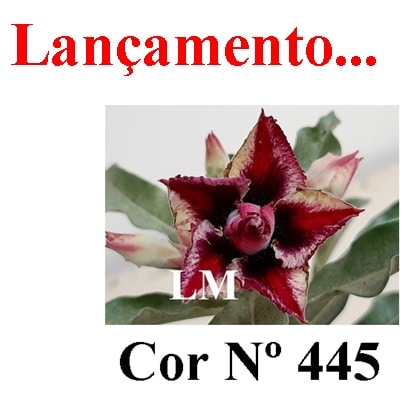 ENXERTO COR LM 445