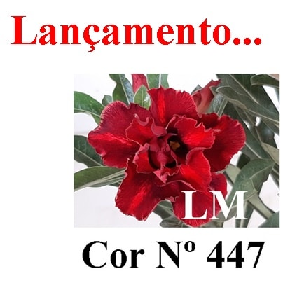 ENXERTO COR LM 447