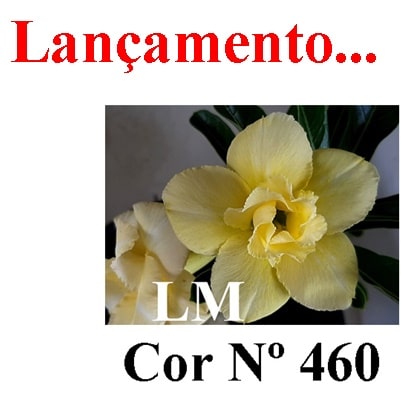 ENXERTO COR LM 460