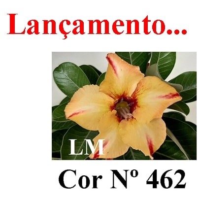 ENXERTO COR LM 462