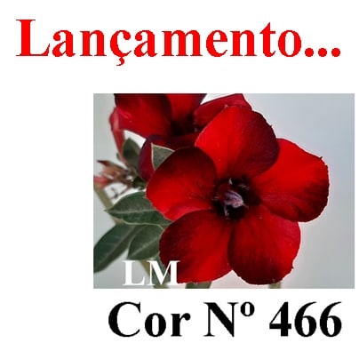 ENXERTO COR LM 466