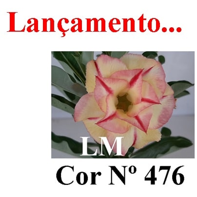 ENXERTO COR LM 476
