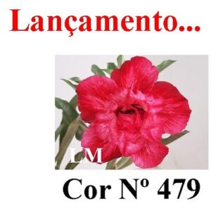 ENXERTO COR LM 479