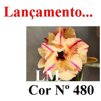 ENXERTO COR LM 480