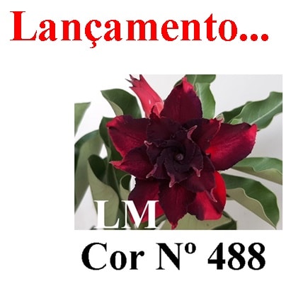 ENXERTO COR LM 488