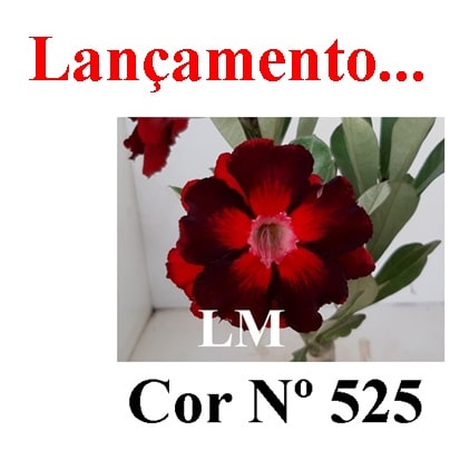 ENXERTO COR LM 525
