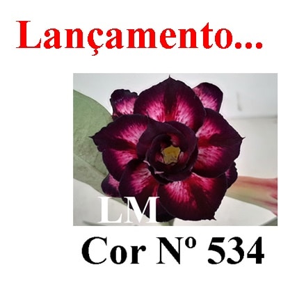 ENXERTO COR LM 534