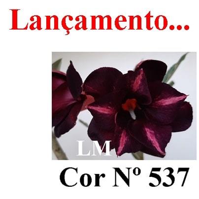 ENXERTO COR LM 537