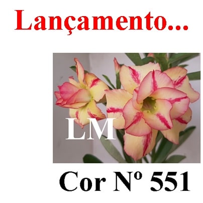 ENXERTO COR LM 551