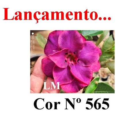ENXERTO COR LM 565