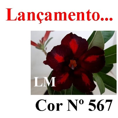 ENXERTO COR LM 567