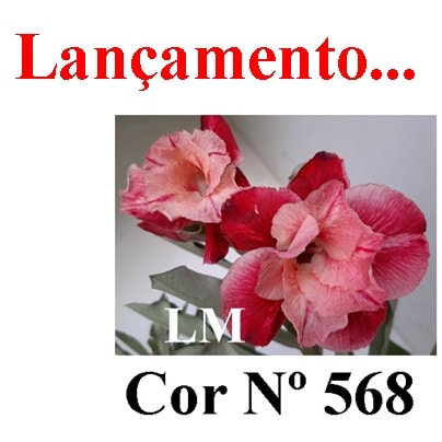 ENXERTO COR LM 568