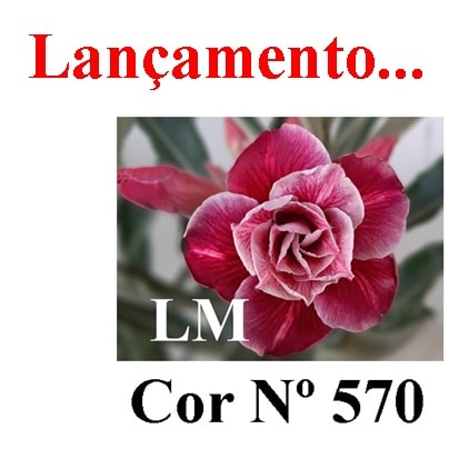 ENXERTO COR LM 570