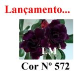 ENXERTO COR LM 572
