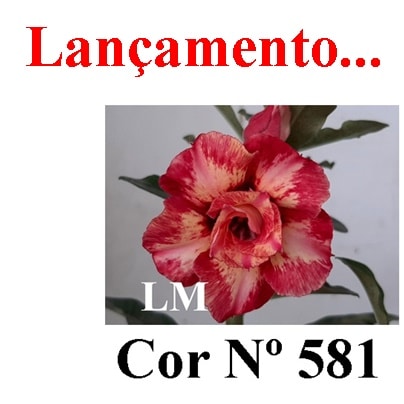 ENXERTO COR LM 581