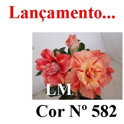 ENXERTO COR LM 582