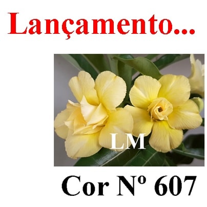 ENXERTO COR LM 607