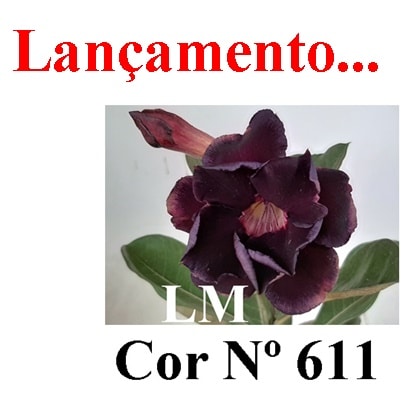ENXERTO COR LM 611