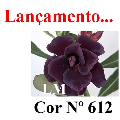 ENXERTO COR LM 612