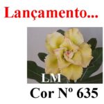 ENXERTO COR LM 635