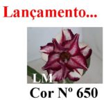 ENXERTO COR LM 650