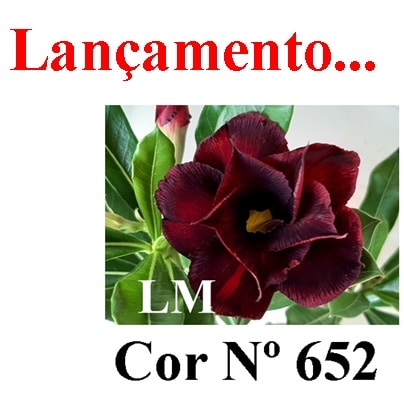 ENXERTO COR LM 652