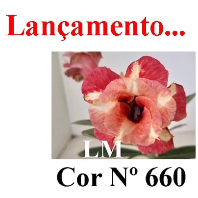 ENXERTO COR LM 660