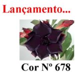 ENXERTO COR LM 678