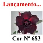 ENXERTO COR LM 683