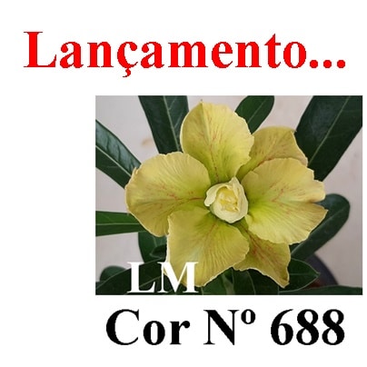 ENXERTO COR LM 688