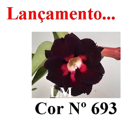 ENXERTO COR LM 693