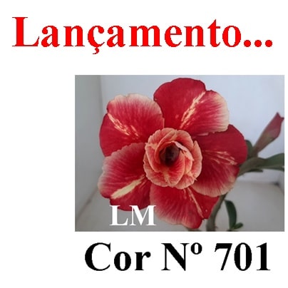 ENXERTO COR LM 701