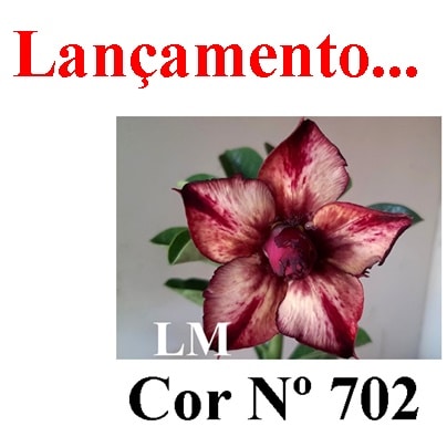 ENXERTO COR LM 702