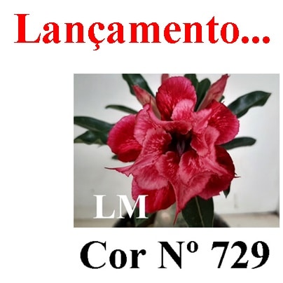 ENXERTO COR LM 729