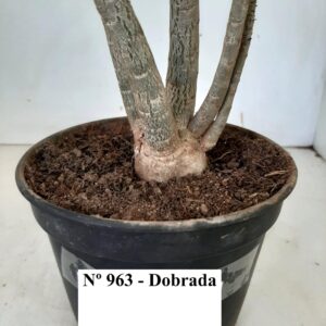 Planta Dobrada 963 – 35cm – 03 anos