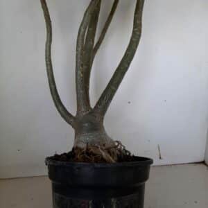 Planta Dobrada 965 – 65cm – 04 anos