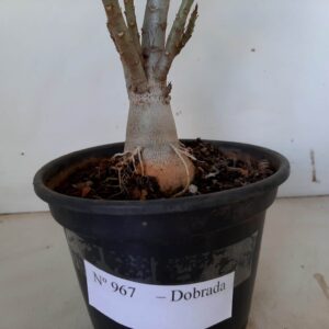 Planta Dobrada 967 – 30cm – 02 anos