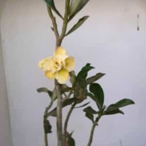 Planta Dobrada 968 – 40cm – 03 anos