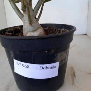 Planta Dobrada 968 – 40cm – 03 anos