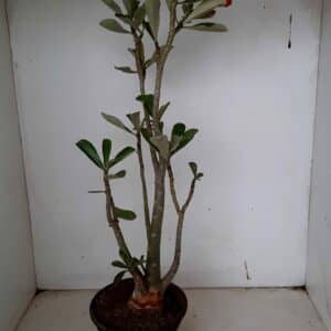Planta Dobrada 970 – 45cm – 03 anos