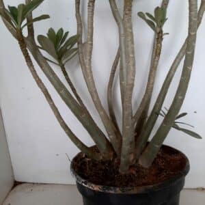 Planta Dobrada 973 – 40cm – 03 anos