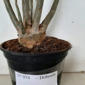 Planta Dobrada 974 – 45cm – 03 anos