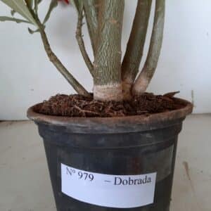 Planta Dobrada 979 – 40cm – 03 anos