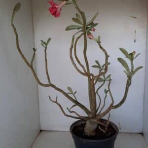 Planta Dobrada 985 – 45cm – 03 anos