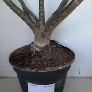 Planta Dobrada 988 – 70cm – 06 anos