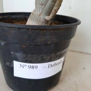 Planta Dobrada 989 – 35cm – 03 anos