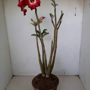 Planta Simples 1018 – 35cm – 03 anos