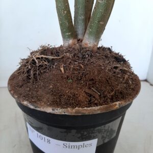 Planta Simples 1018 – 35cm – 03 anos