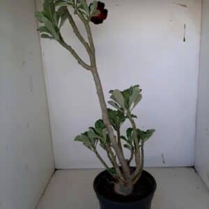 Planta Simples 1021 – 45cm – 03 anos