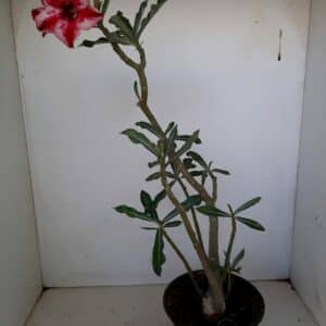 Planta Simples 1022 – 35cm – 03 anos